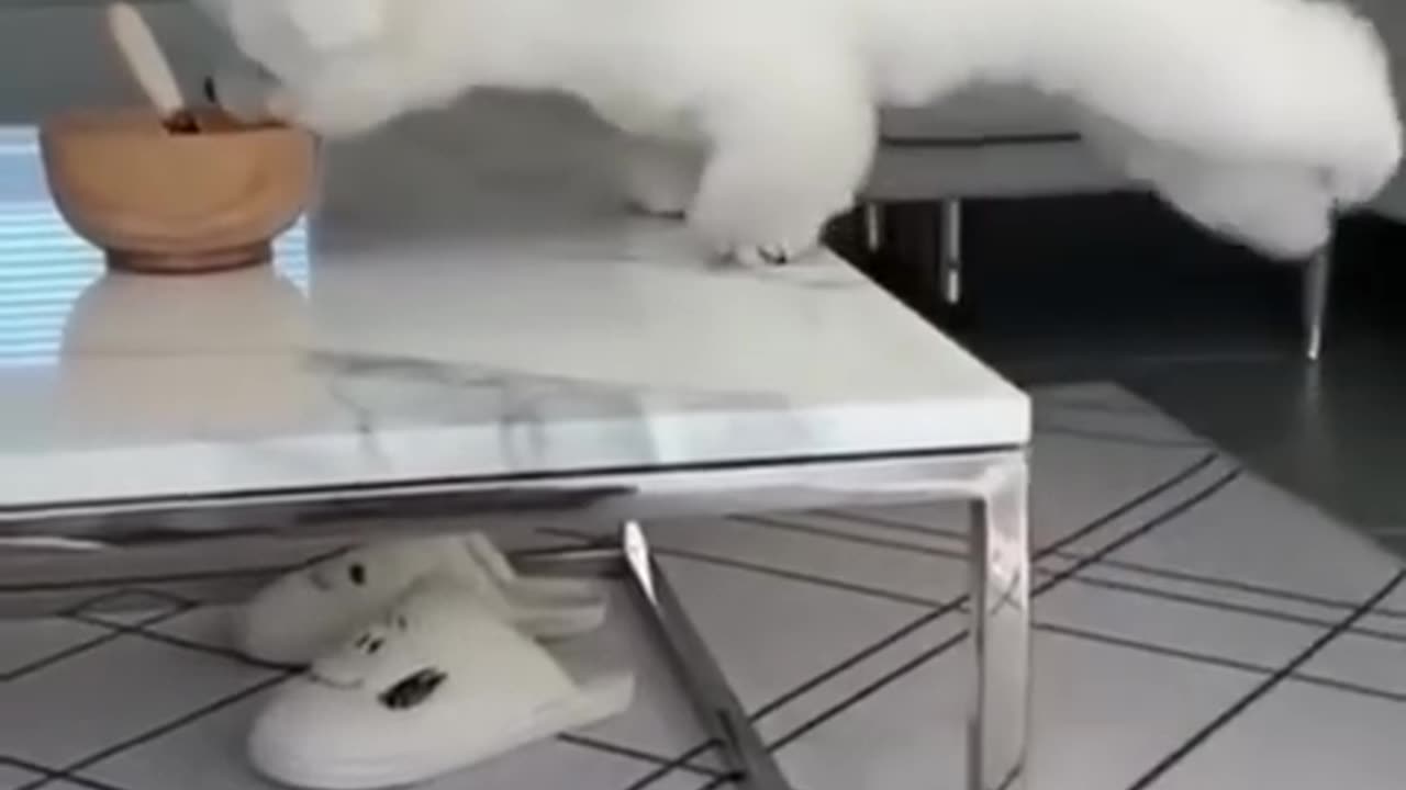 Animal funny moment. 🐈⬛😁