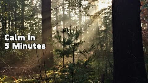 Get Calm in 5 Minutes - A 5 Minute Guided Meditation