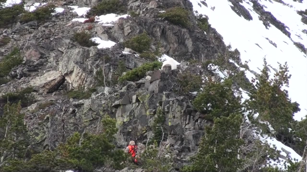 Going Goat Crazy; A DIY Mountain Goat Hunt