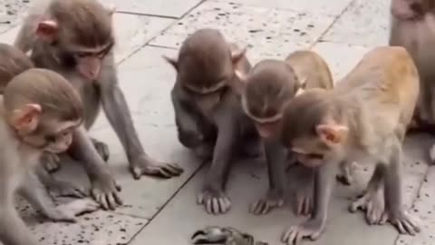 Funny 🐒🐵🐵 monkey s
