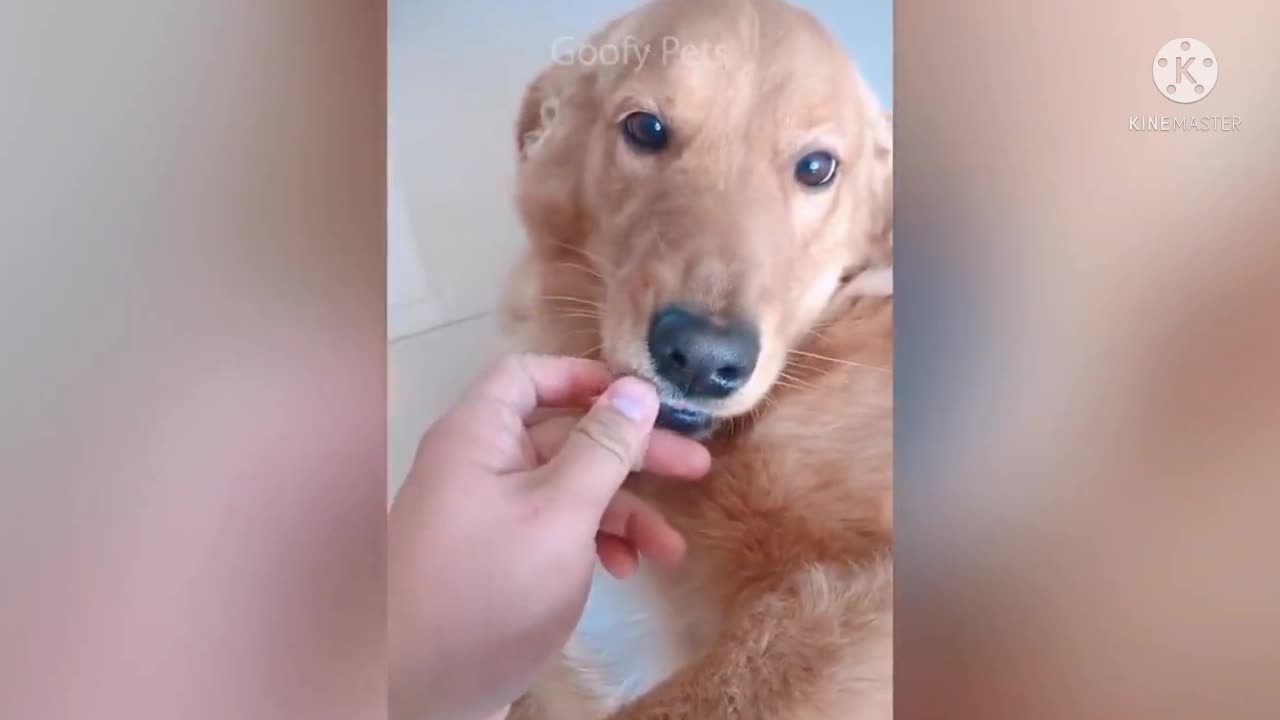 Ultra funny reaction𤣠Funny dog