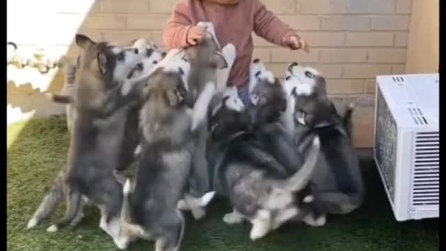 Adorable 🥰- Watch these puppies play with a toddler