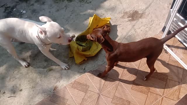 dogs playing together 🤪