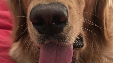 Doggy Has Incredibly Slow Lick