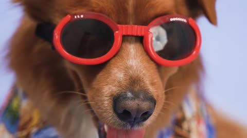 coolest dog in world..