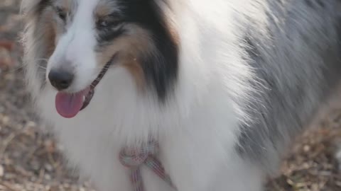 The temperament of the king