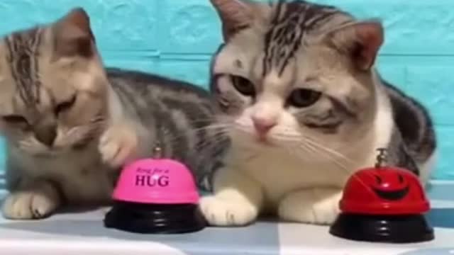 Cute Cat, Lovely Cat, Funny Cat 2021, Best Cats Food 2021