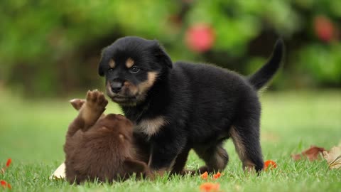 Como se aman estos cachorros 🥰🥰😘😘