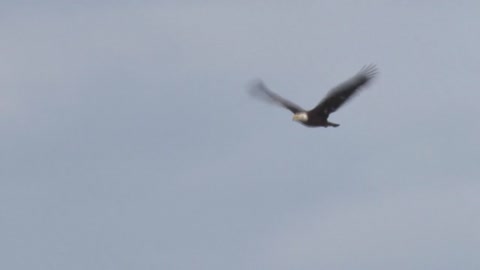 Bald Eagle Flyby