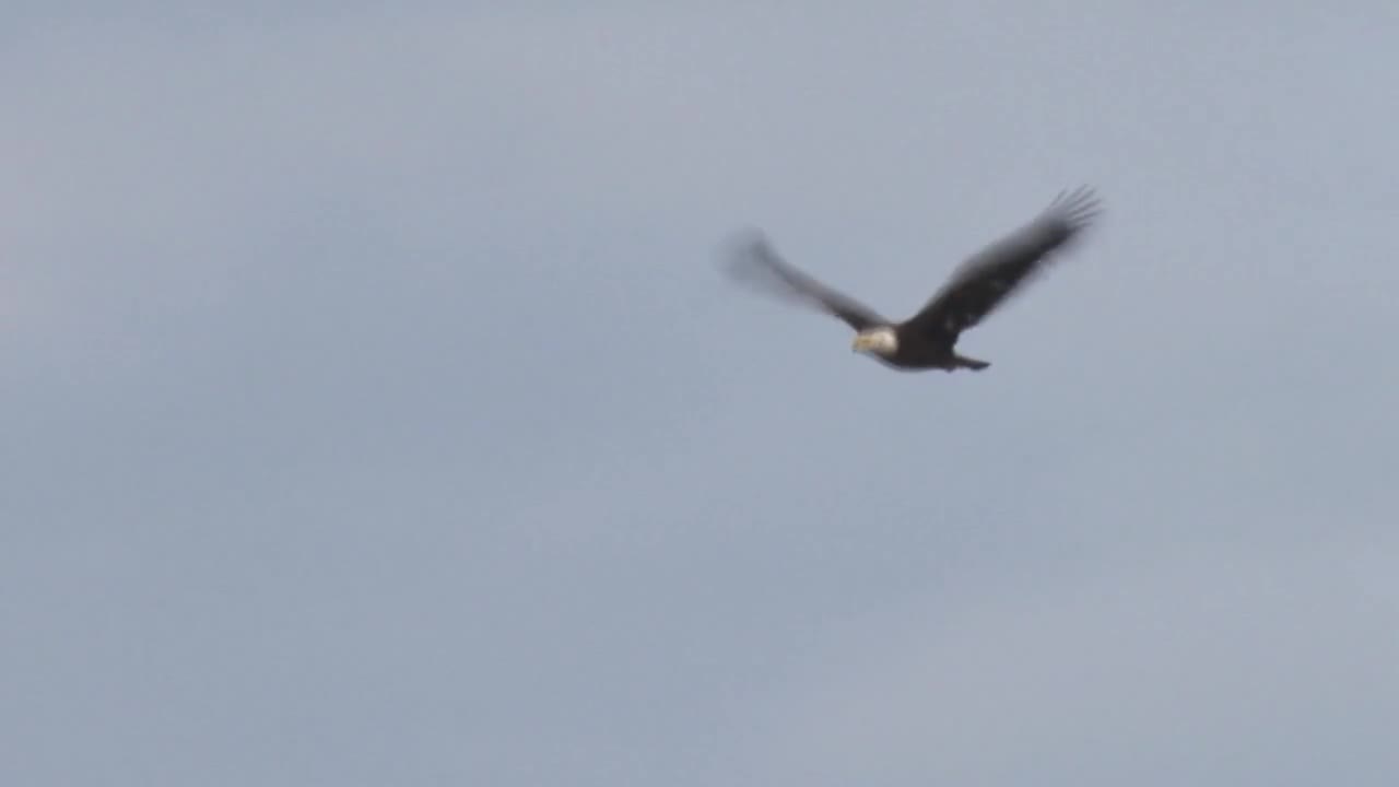 Bald Eagle Flyby