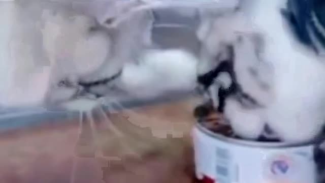 Funny cats