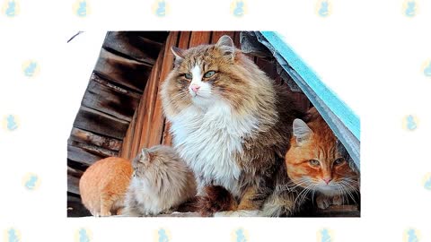 Siberian Cats explained : Some fun Facts & Myths