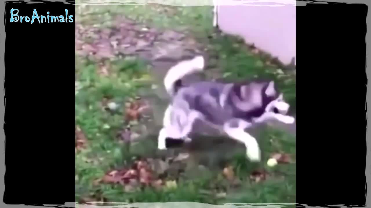 FUNNY ANIMALS compilation #620