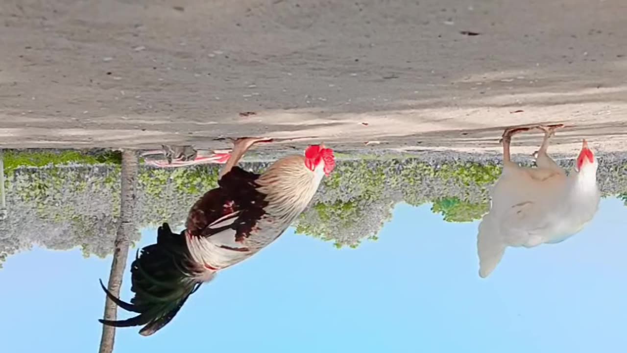 સારો વિડિયા