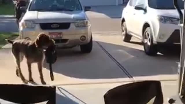 Large brown dog grabs bag from owner as she uploads her car