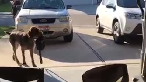 Large brown dog grabs bag from owner as she uploads her car