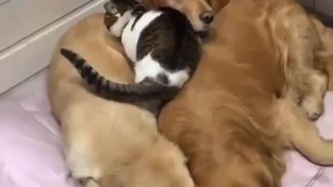 A dog and a cat forgiving loving coexistence