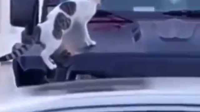 Funny cat with car horn