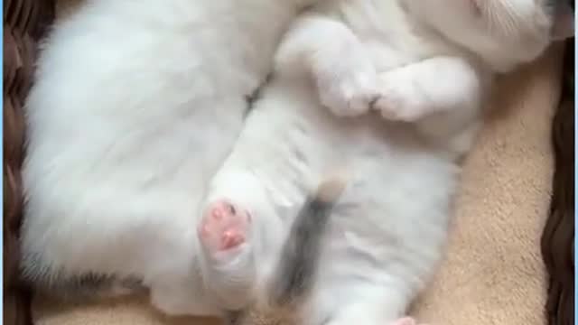 Funniest baby cat video 😻😻🤣🤣