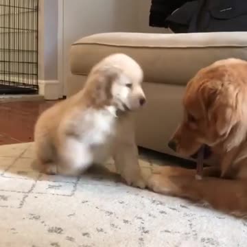 Baby and puppy besties love playing outside together #1
