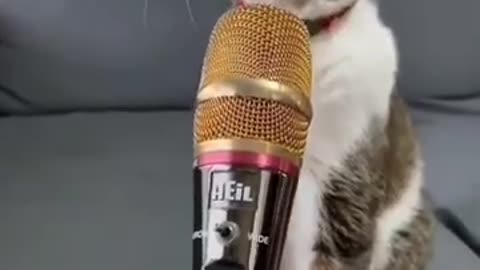 Funny 🤣😂 And Cute 🥰 Animal videos