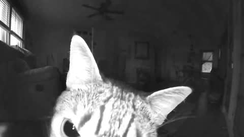 Cat finds camera