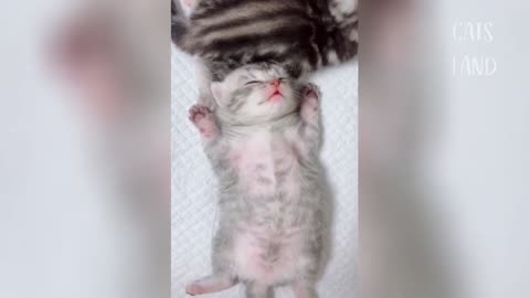 Such a cute kitten sleeps and sees a dream