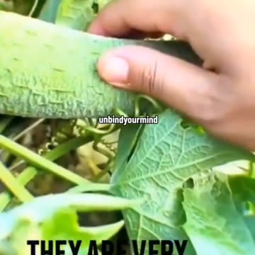 Look at what happens to our foods