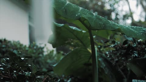 Rain sound for meditation