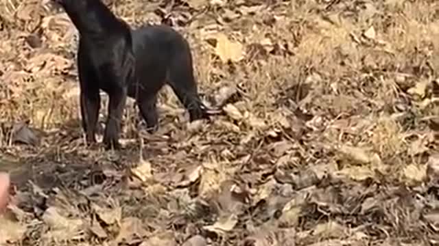 Very Rare Black Panther Climb on Tree