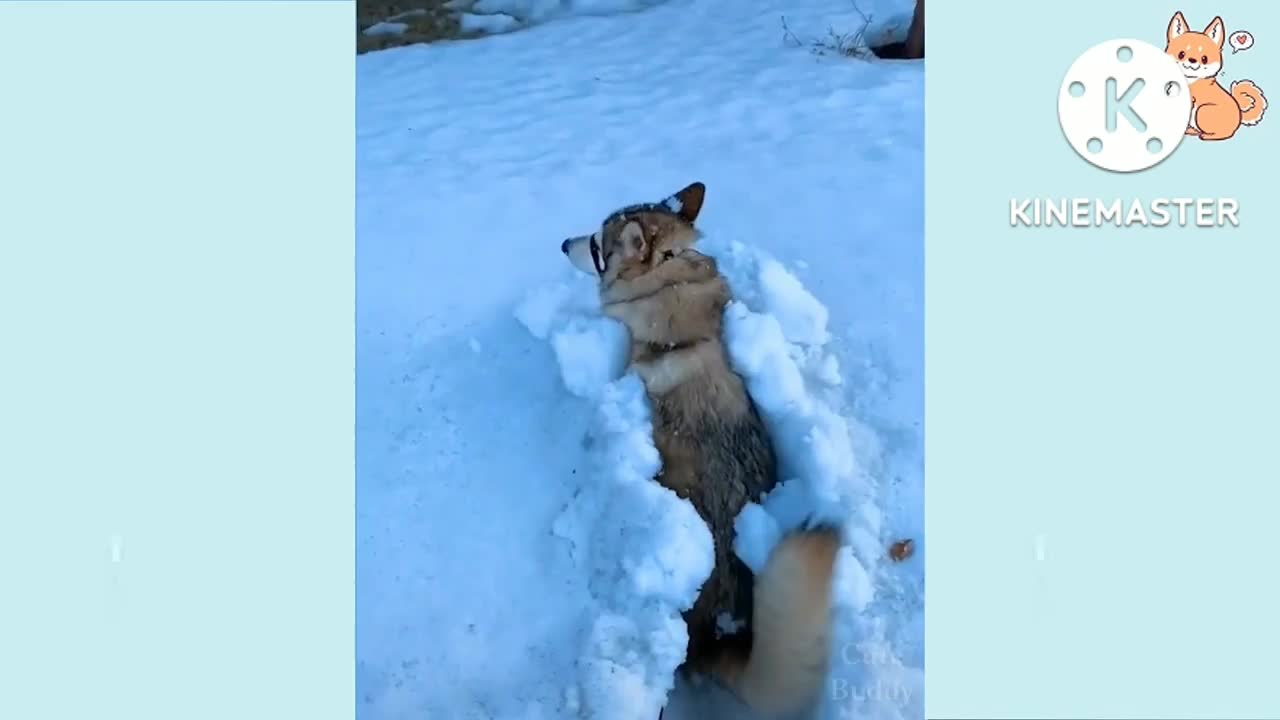 Cute dog playing snow 🌨️❄️