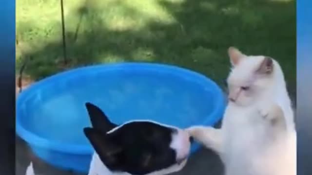 Perro VS Gato