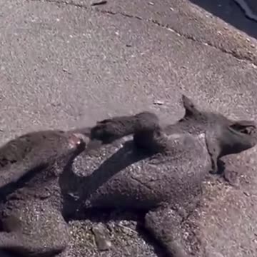 Hawaii Fires - How does a Dog Char Like that? It’s not Natural. DEW?