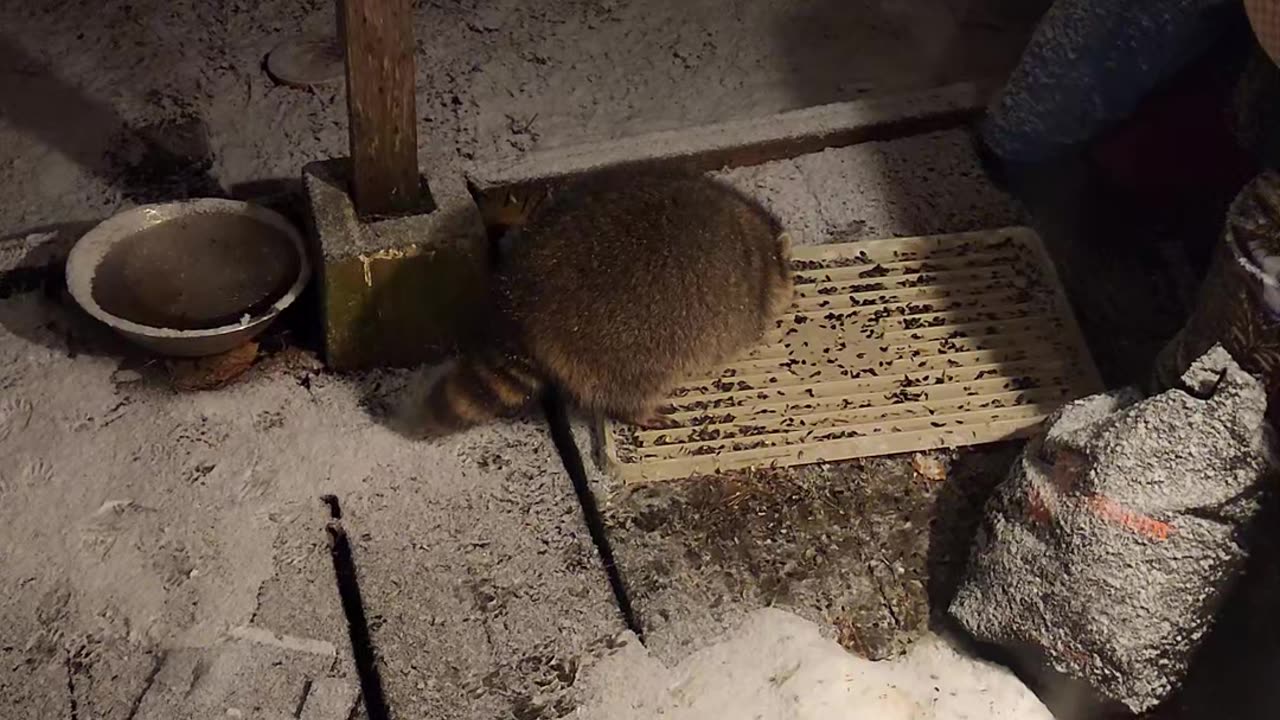 December 19th, 2023 | The Lads Raccoon Vlog - 002 | They're Back! | #shorts