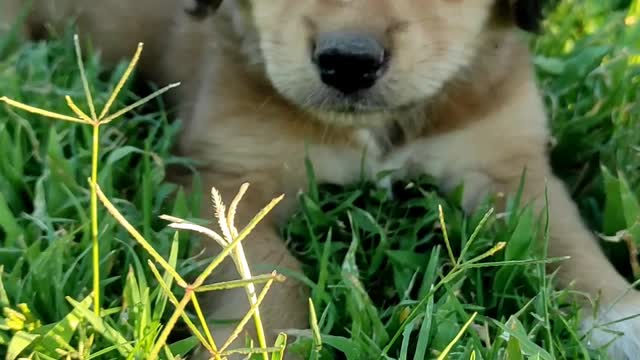 Cute puppy on the grass