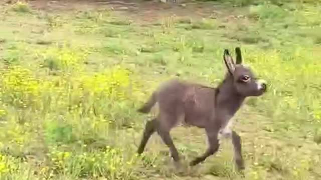 The cheerful little donkey was running beside its mother