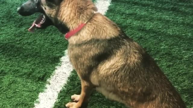 Super Athletic German Shepherd Long Jump into Pool