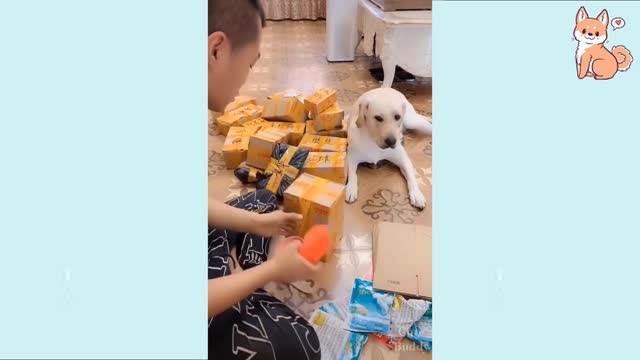 You will laugh at all the DOGS ~~ Funny DOG Videos 😂