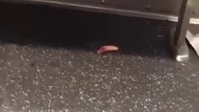 Fake human finger under subway seats