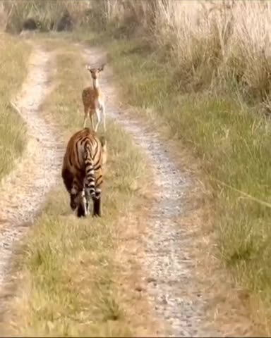 (Big Tiger) WoW😱😱😱