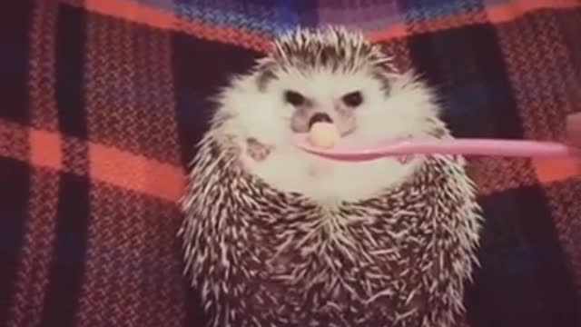 Cute Hedgehog Wants the Food