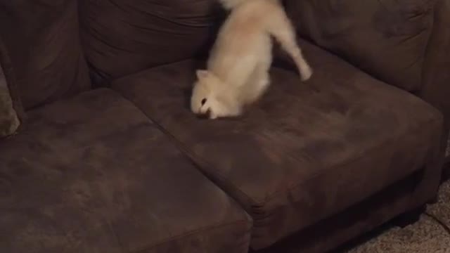 Small dog running around in sofa