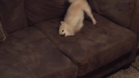 Small dog running around in sofa