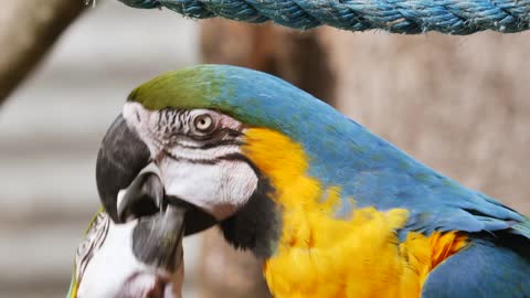 Funny Cute Parrot Bird Play With Son