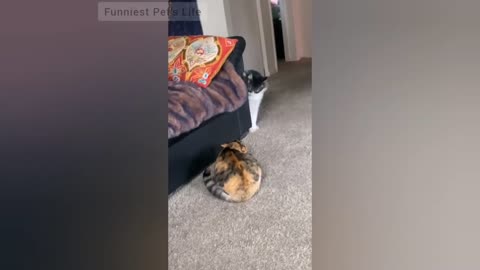 Angry Cats Try Not To Laugh Compilation 🐱