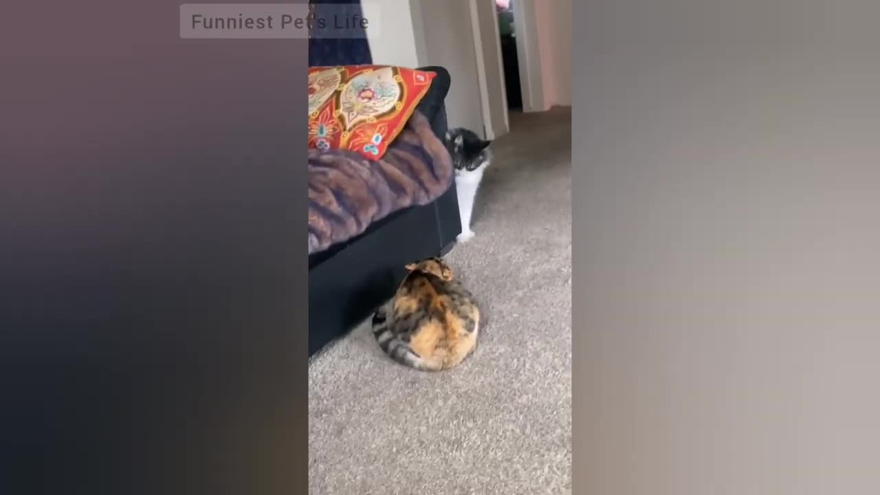 Angry Cats Try Not To Laugh Compilation 🐱