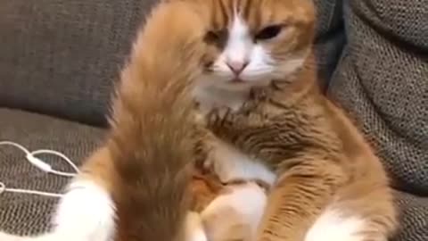 Look at this wired cat