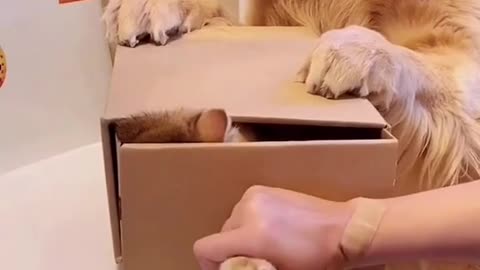 Cute Cat ll Cat Cut On My Hand