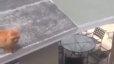 Poor kitty