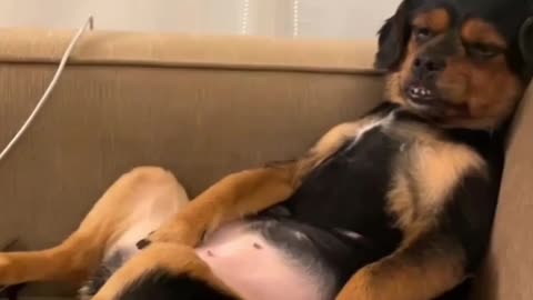 Dog after party viral 2022